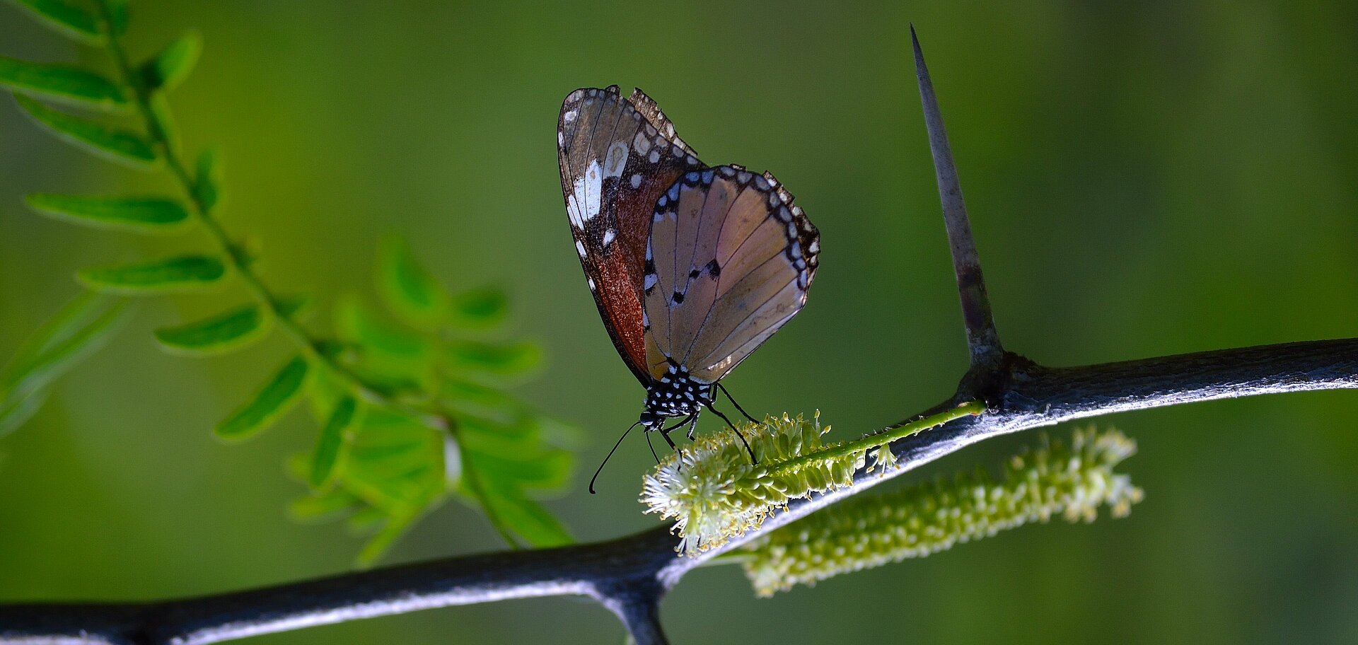 Schmetterlinge sterben: Wie du zum Artenschutz beitragen kannst