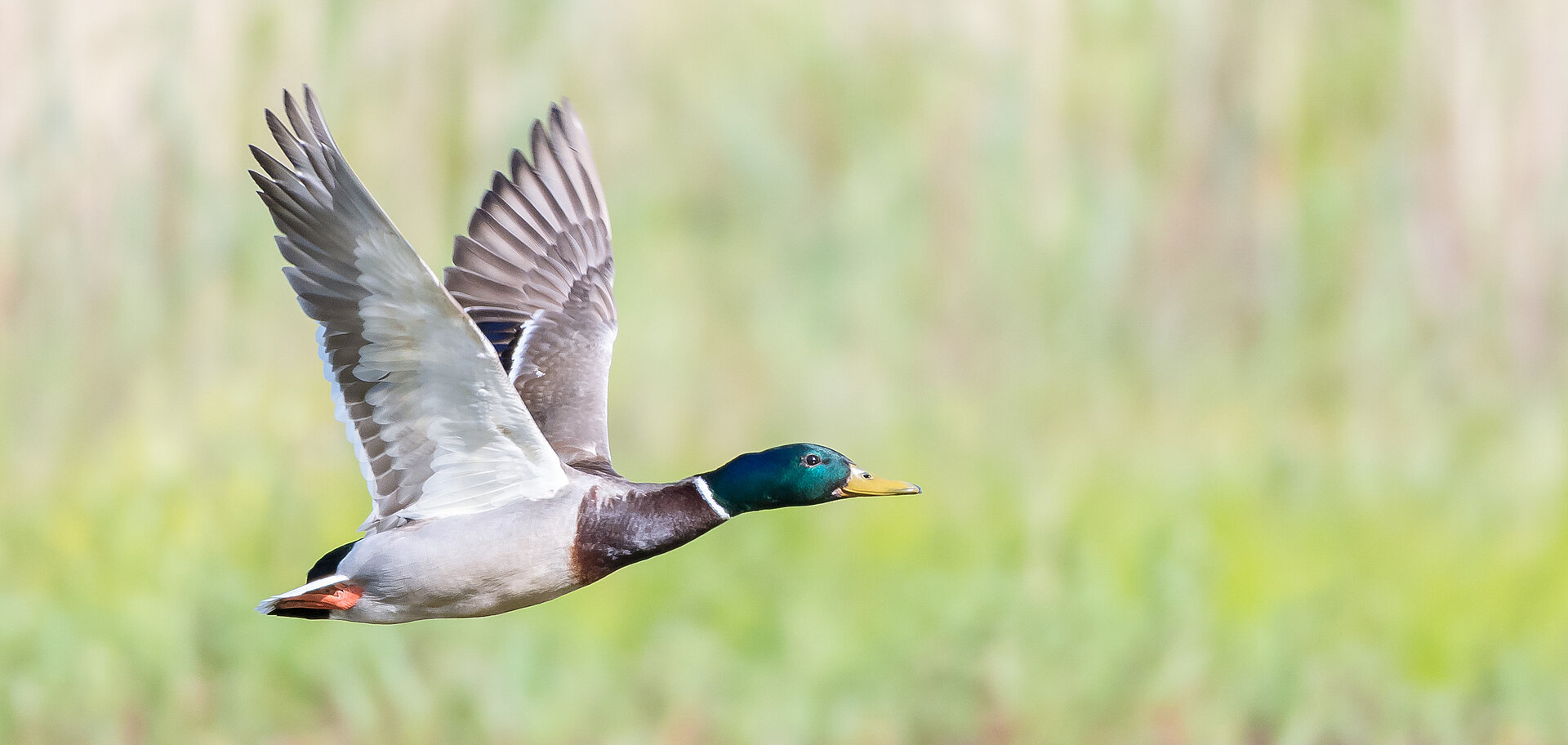 KI-Bird-Projekt gewinnt "Die goldene Apis" für innovative Wasservogelzählung