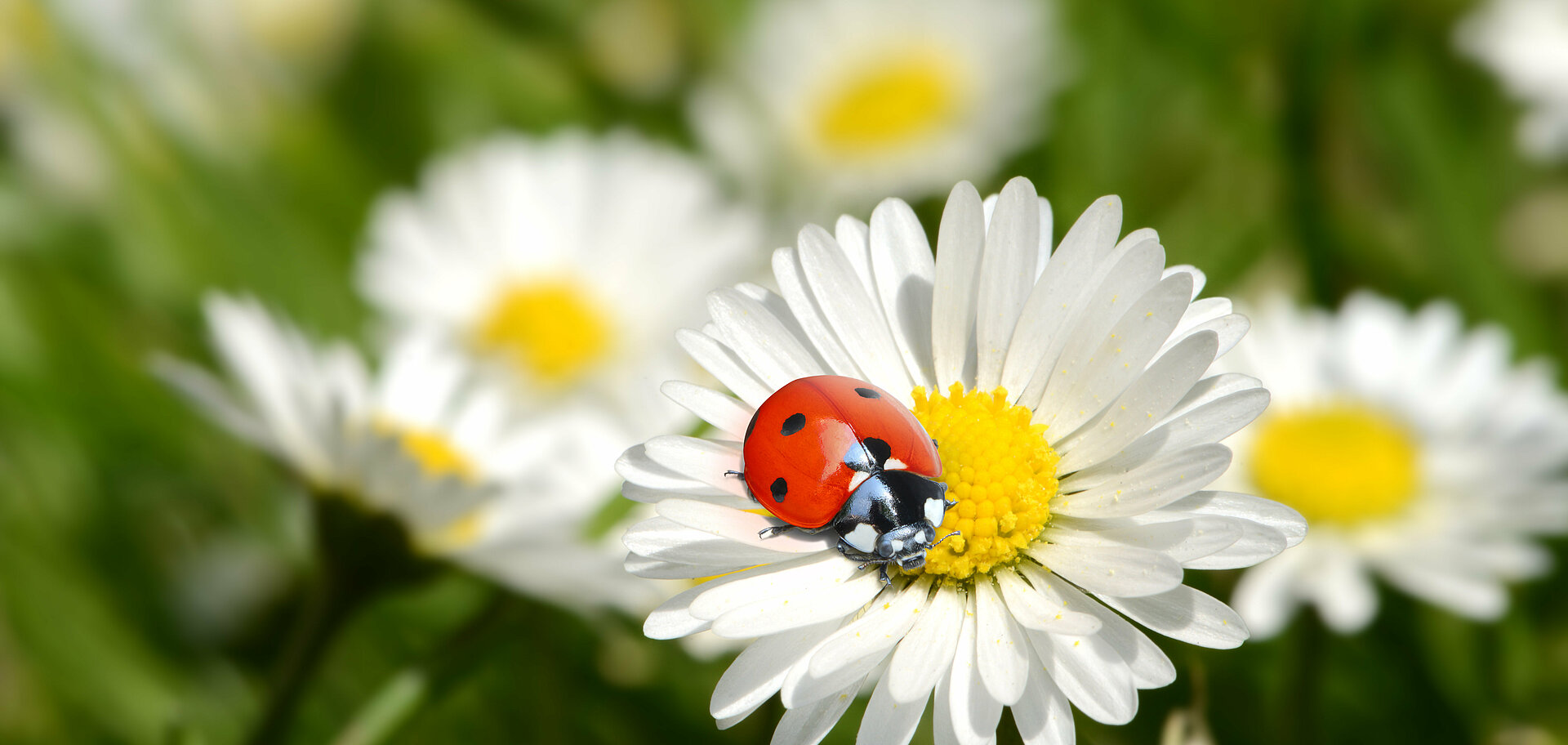 Villach erblüht und will grenzenlos grün sein: Gewinner des Kärntner Biodiversitätspreises ‘Die goldene Apis’