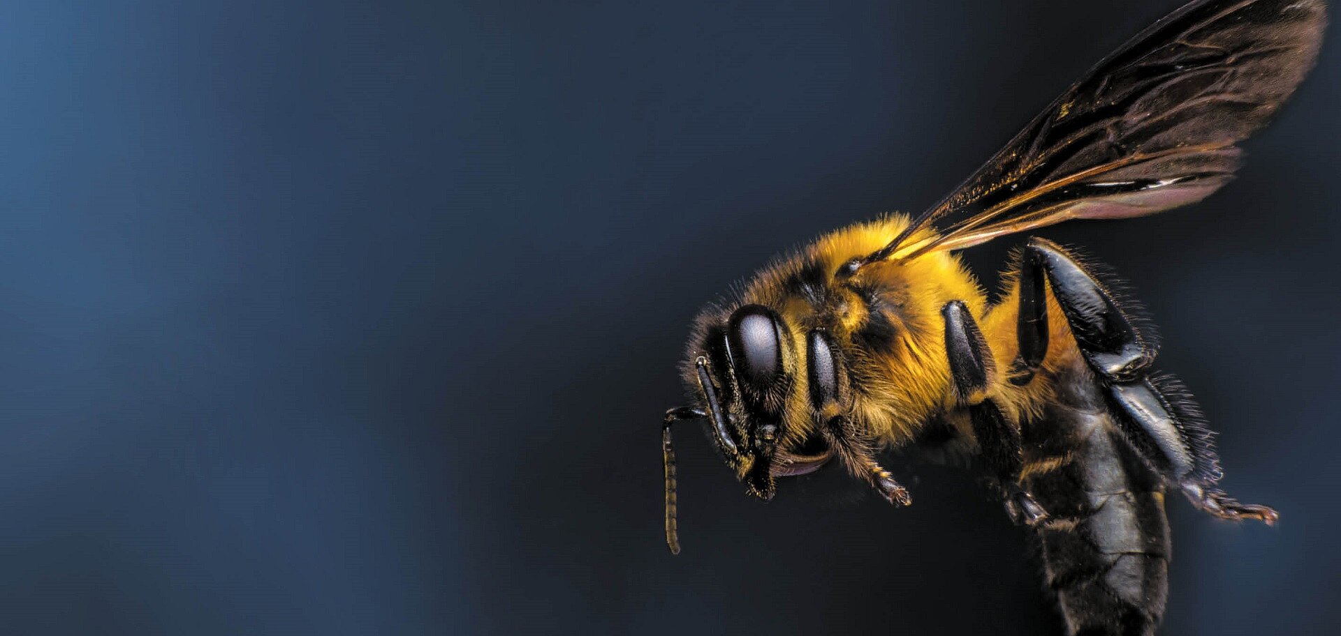 Die goldene Apis - Das Siegerprojekt stellt sich vor: Wo Schmetterlinge ein Paradies finden